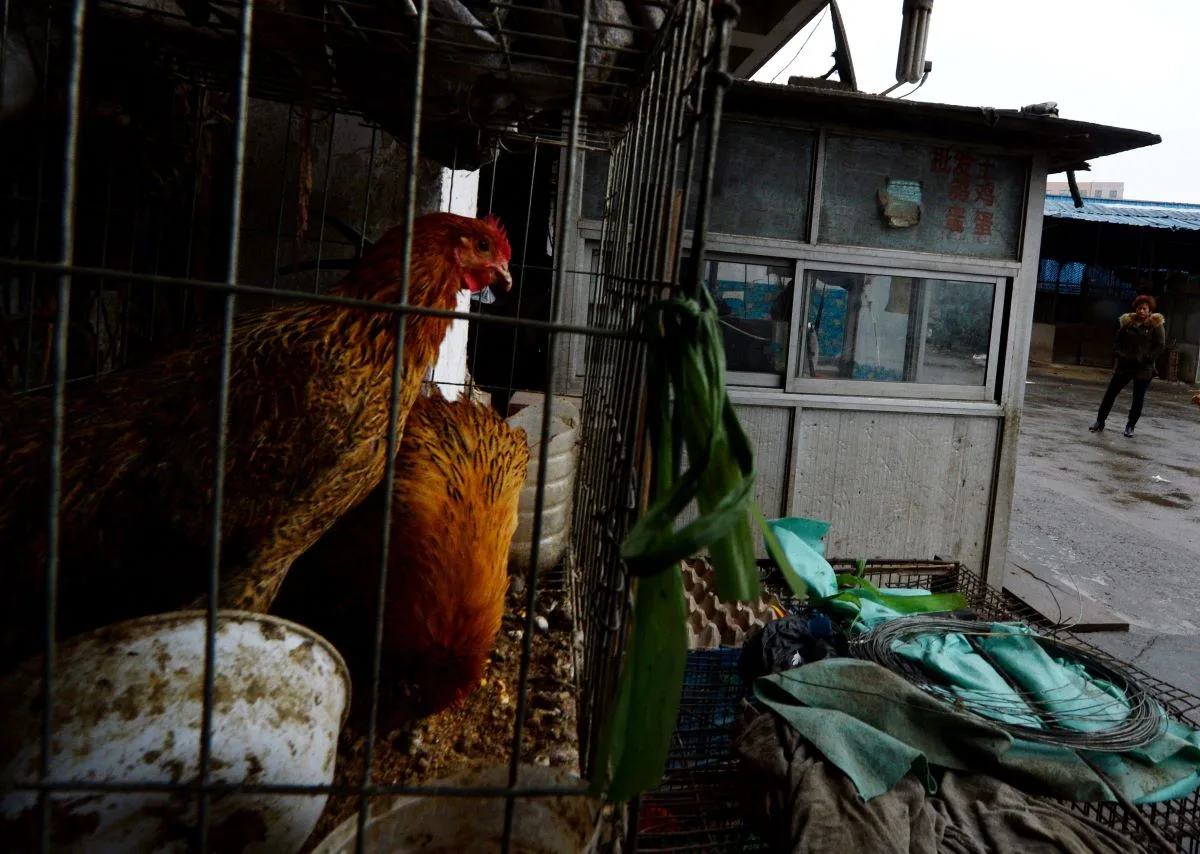 In June 2021, Chinese health officials reported that a 41-year-old man living in Jiangsu Province had contracted H10N3 avian influenza, also known as the “bird flu.” (Mark Ralston/AFP via Getty Images)