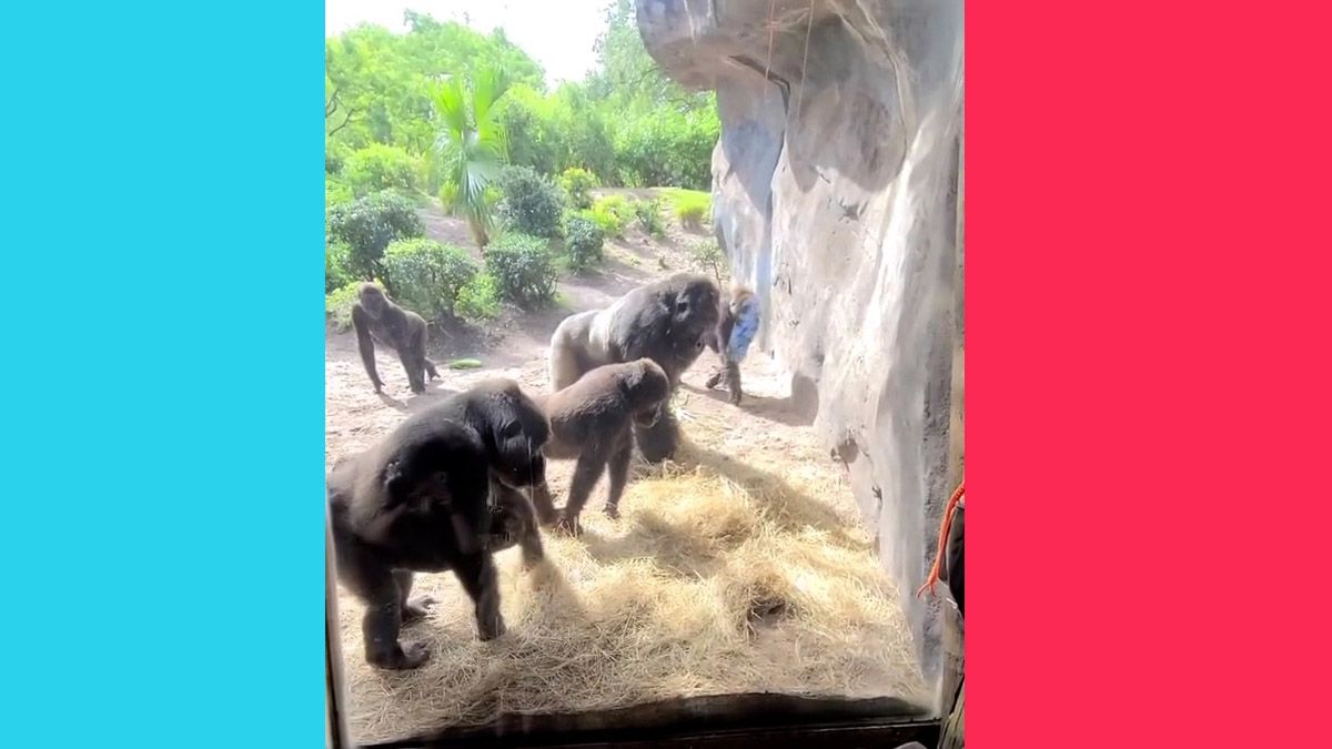 Gorillas Find Snake at Disney's Animal Kingdom in Viral Video 