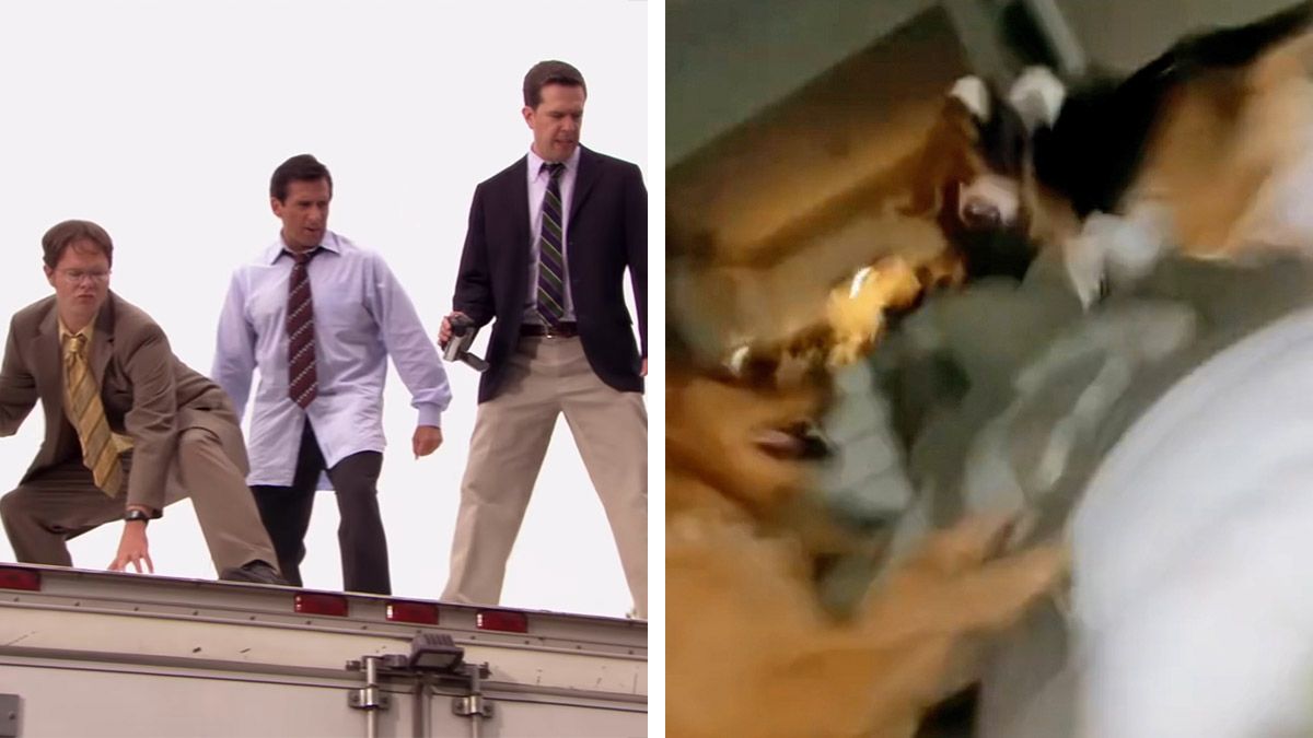 Watch: 'The Office' Parkour Scene Audio Synced to Dogs Playing (via TikTok)  