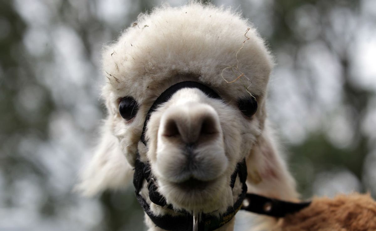 SHEPTON MALLET, ENGLAND - MAY 30:  A llama looks out of its pen at the Royal Bath And West Show on May 30, 2012 in Shepton Mallet, England. The four-day show, which opens today is one of the largest agricultural shows in the UK.  (Photo by Matt Cardy/Getty Images) (Getty Images)