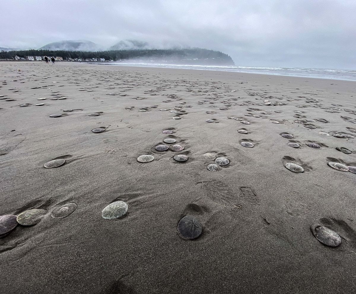 Thousands of sand dollars mysteriously washed ashore in Seaside, Oregon in mid-August 2021.  (Seaside Aquarium)