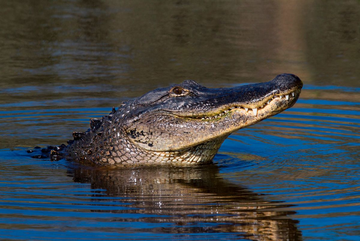 AMERICAN ALLIGATOR (Alligator mississippiensis) Myakka River State Park, Florida, USA. (Photo by: Avalon/Universal Images Group via Getty Images) (Avalon/Universal Images Group via Getty Images)