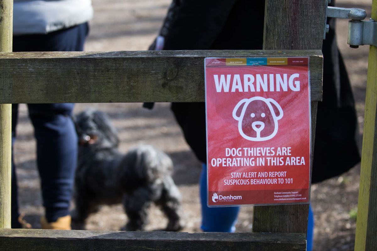 A notice warning visitors to Denham Country Park that dog thieves have been reported in the area is pictured on 13th February 2021 in Denham, United Kingdom. Police forces have reported that dog thefts by criminal gangs have risen during the coronavirus lockdowns as demand for puppies and prices of animals for sale have increased. (photo by Mark Kerrison/In Pictures via Getty Images) (Mark Kerrison/In Pictures via Getty Images)