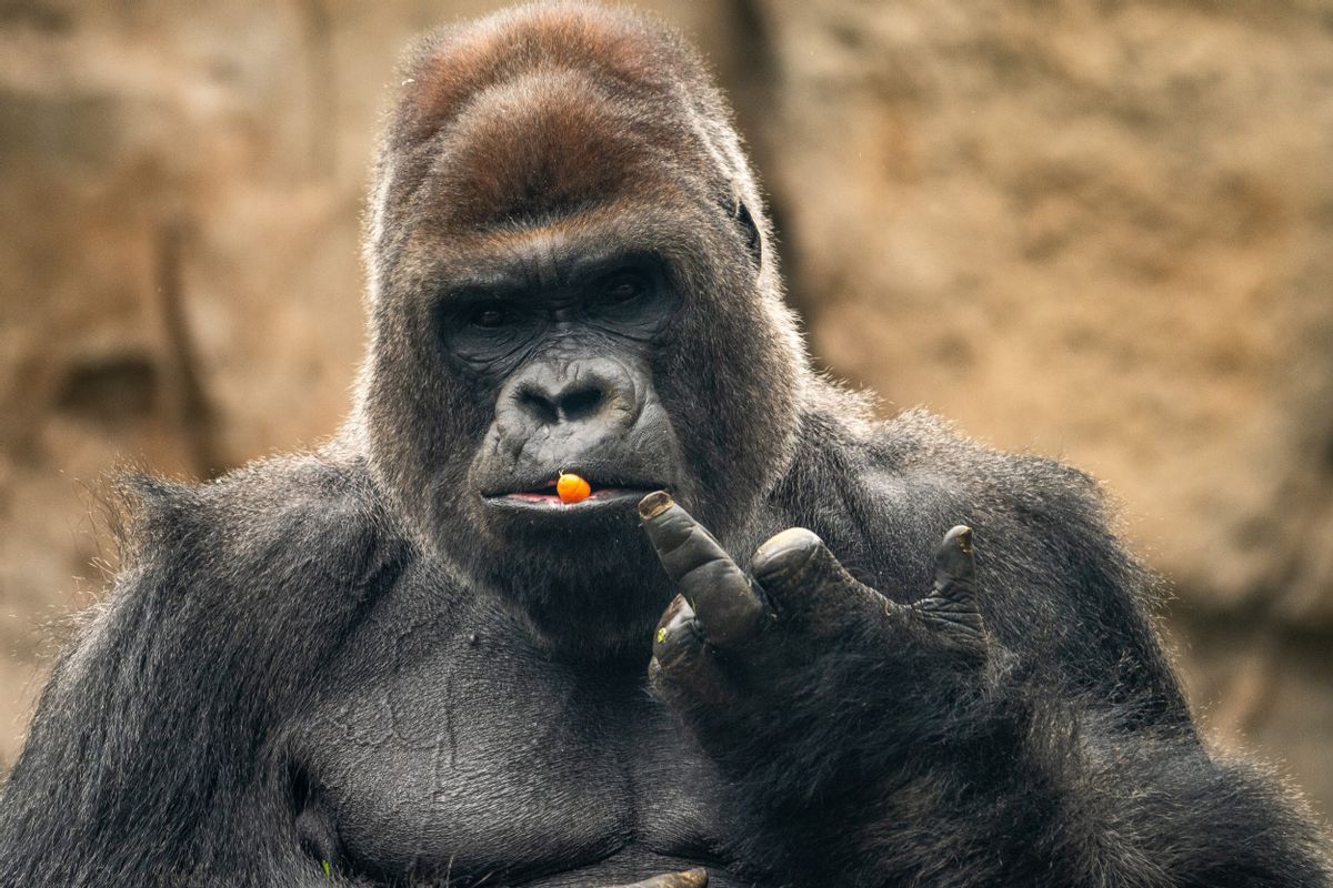 MADRID, SPAIN - 2021/09/22: A gorilla with a carrot in its mouth making a funny gesture with its middle finger, pictured in its enclosure in the Madrid Zoo Aquarium. (Photo by Marcos del Mazo/LightRocket via Getty Images) (Marcos del Mazo / Contributor)