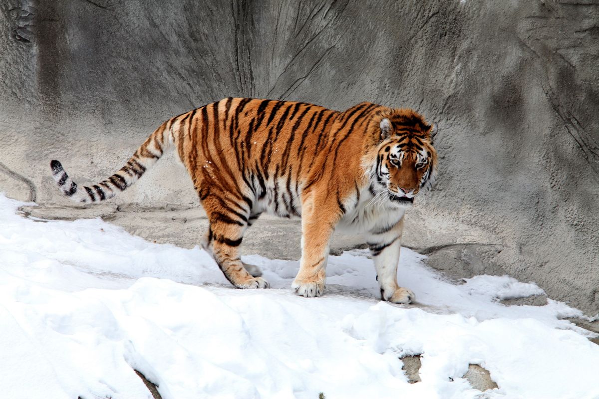 ROYAL OAK, MI - MARCH 01:  Amur Tiger at the Detroit Zoo on March 01, 2015 in Royal Oak, Michigan. (Photo By Raymond Boyd/Getty Images) (Getty Images)