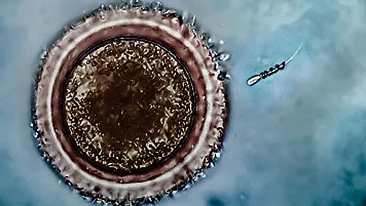 A video filmed at the microscopic level shows a nanobot as it picks up a lazy sperm by the tail and inseminates an egg with it.” (Nano Letters)