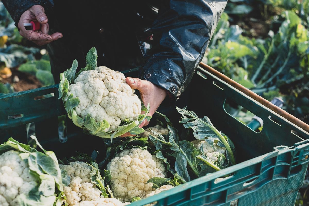 High angle close up of person holding freshly harvested cauliflower. (Getty Images/Stock photo)