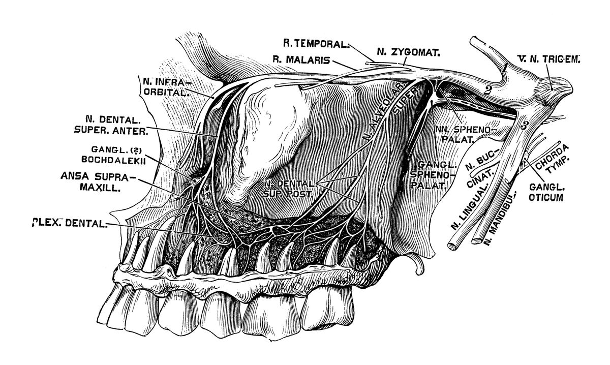 Human anatomy scientific illustrations with latin/italian labels: Nervus trigeminus (Trigeminal nerve) (Getty Images)