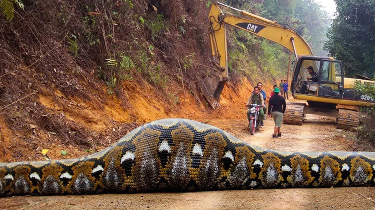 Did Workers Spot a Giant Snake with a Massive Bulge? | Snopes.com