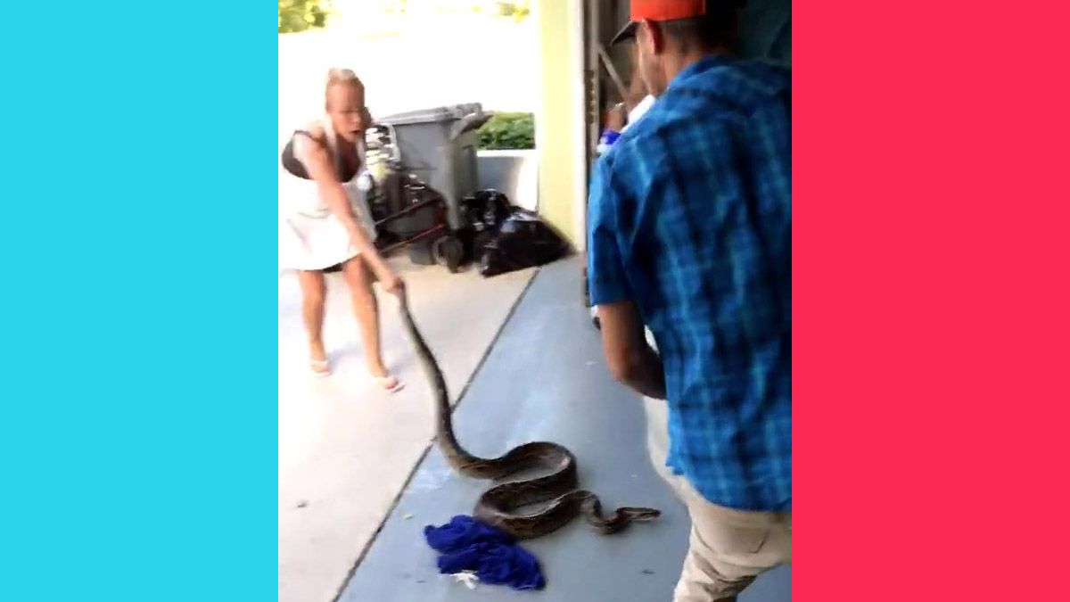 A Florida mother pulled a python snake out of a car wheel with the help of the mom's son named Trapper Mike aka Python Cowboy and dubbed it Snakesgiving ahead of Thanksgiving. (Courtesy: @pythoncowboy/TikTok) (@pythoncowboy/TikTok)