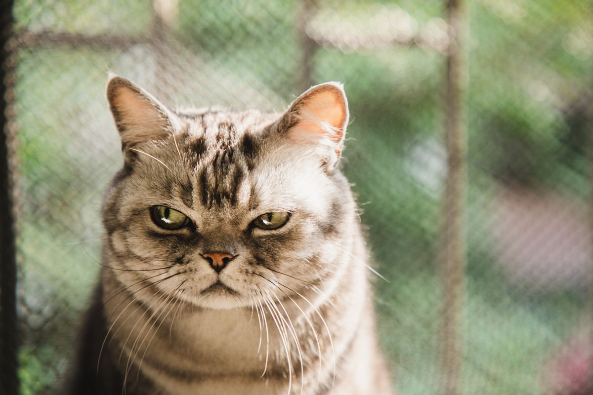 American shorthair striped cat with a dissatisfied face. (Courtesy: Kilito Chan/Getty Images) (Kilito Chan/Getty Images)