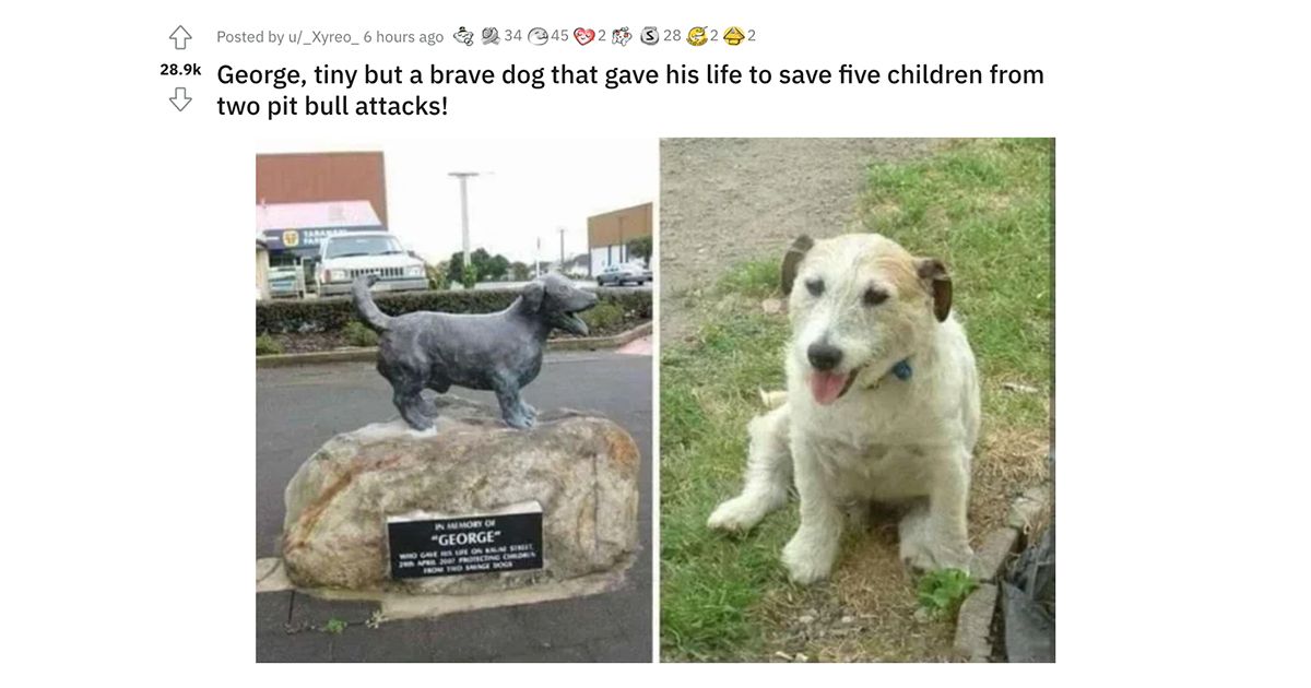 It's true that a tiny and brave dog named George gave his life to save five children from two pit bull attacks on Kauae Street in Manaia in Taranaki in New Zealand on April 29 2007. (Reddit)