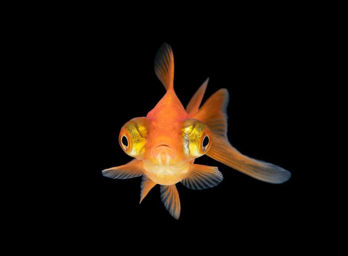 Telescope eye goldfish from the front, with a black background. (Getty Images)