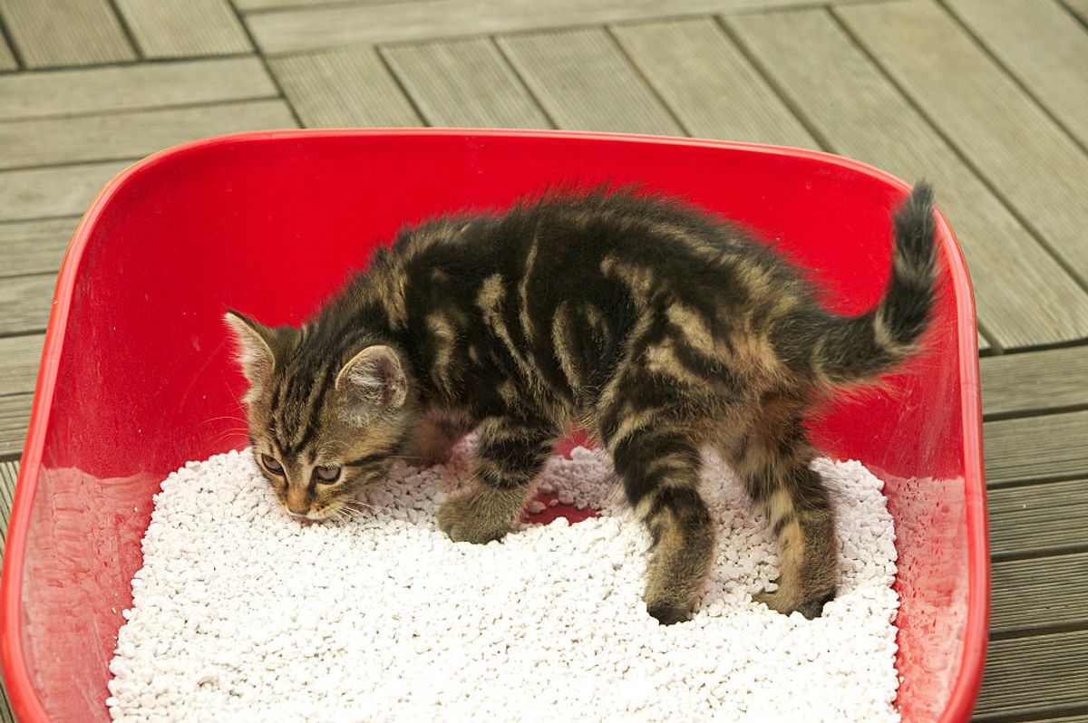 European cat, Felis catus, brown tabby kitten in litter tray. (Photo by: Auscape/Universal Images Group via Getty Images) (Auscape/Universal Images Group via Getty Images)