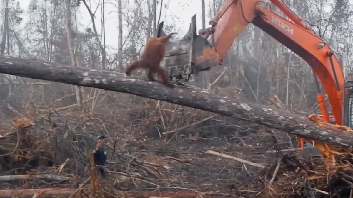 A 2013 video of an orangutan fighting off a bulldozer to protect its forest in Borneo Indonesia went viral in 2022. (Reddit)