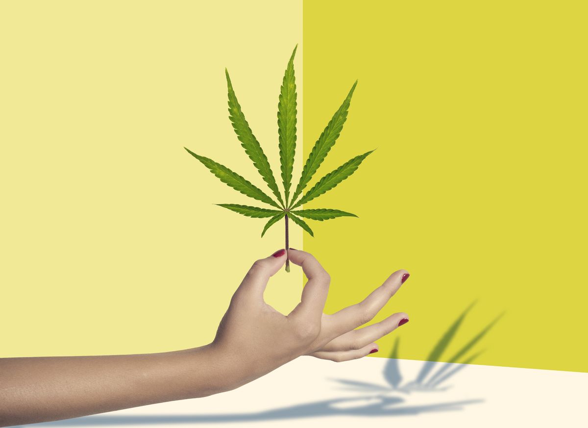 Cropped Hand Holding marijuana leaf Against colored background (Getty Images)