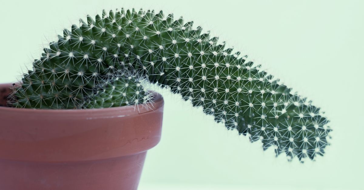 photograph of a cactus growing flaccid; it shows the shape of a penis, which brings erectile dysfunction to the mind. (Getty Images)