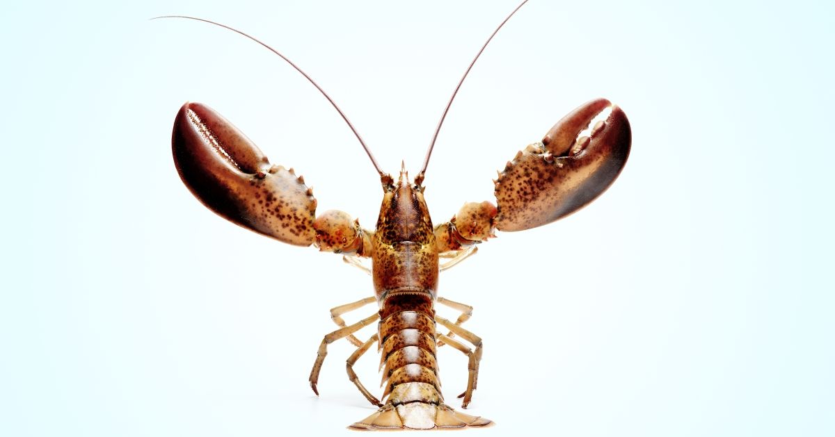 lobster, red, blue background, claw, crustaceans, muscles (Getty Images/Stock photo)