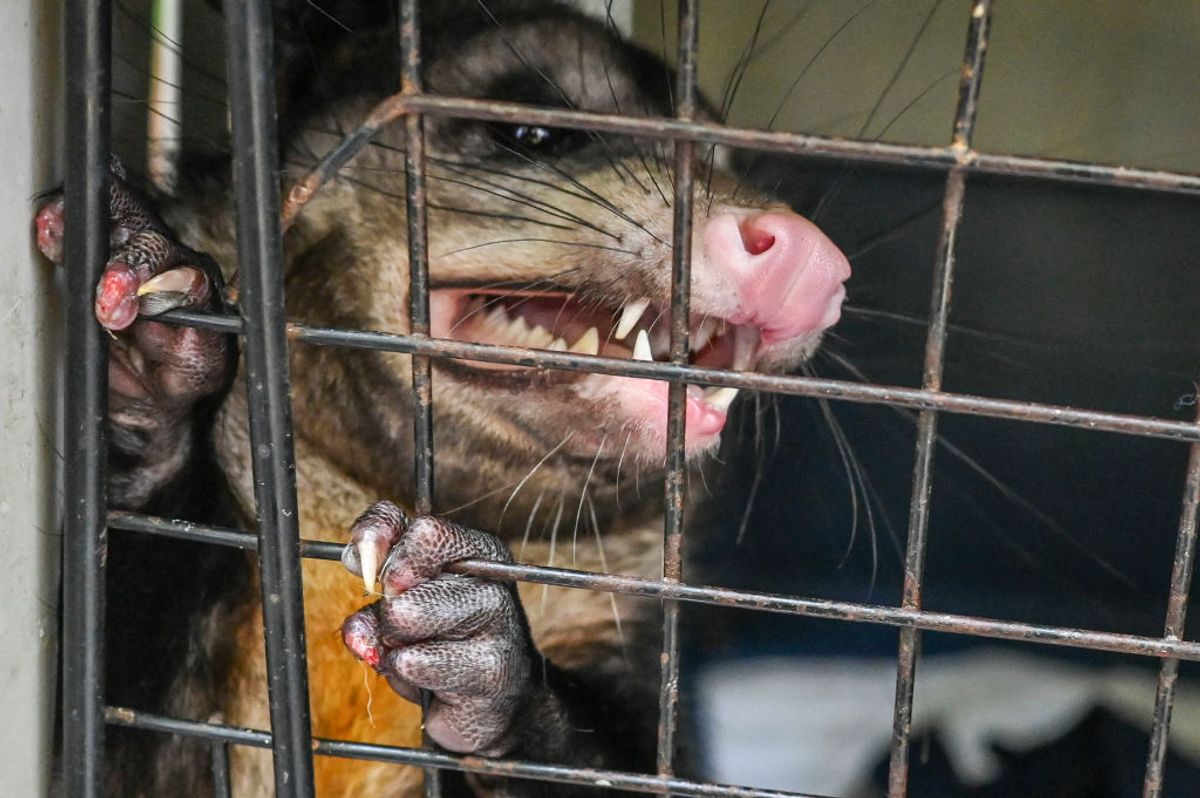 A Didelphis Marsupialis opossum is pictured before being liberated at a reserve in Envigado, Antioquia department, Colombia, on January 29, 2022. (Photo by JOAQUIN SARMIENTO / AFP) (Photo by JOAQUIN SARMIENTO/AFP via Getty Images) (Getty Images)