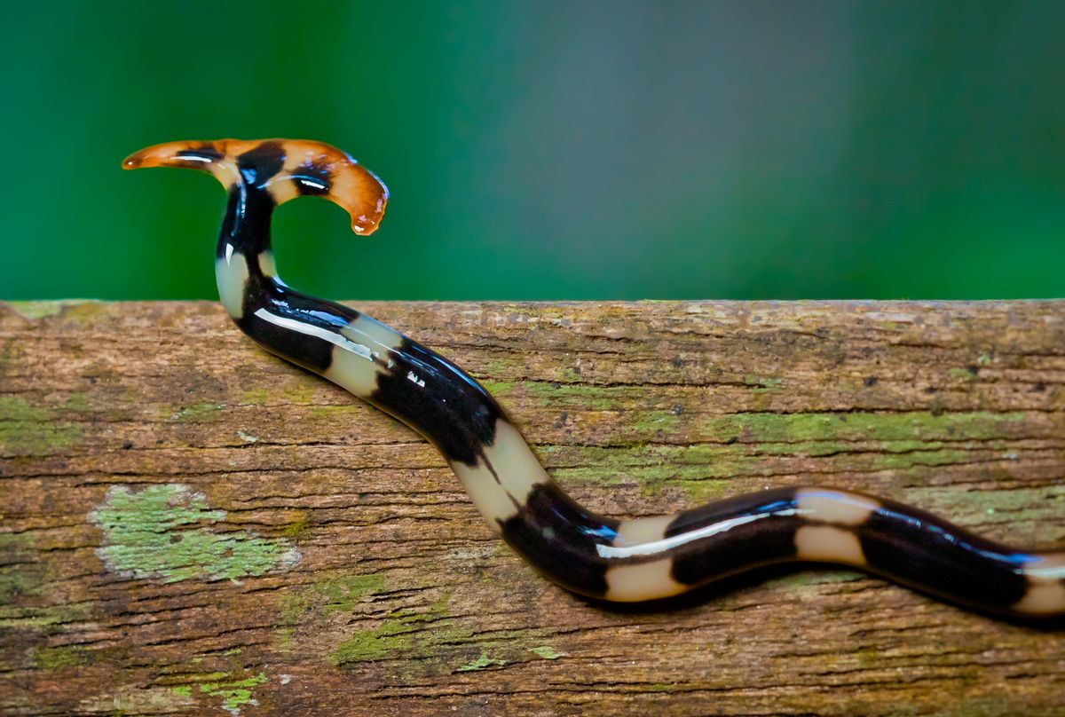 Hammerhead flat worm on tree trunk. (Getty Images)