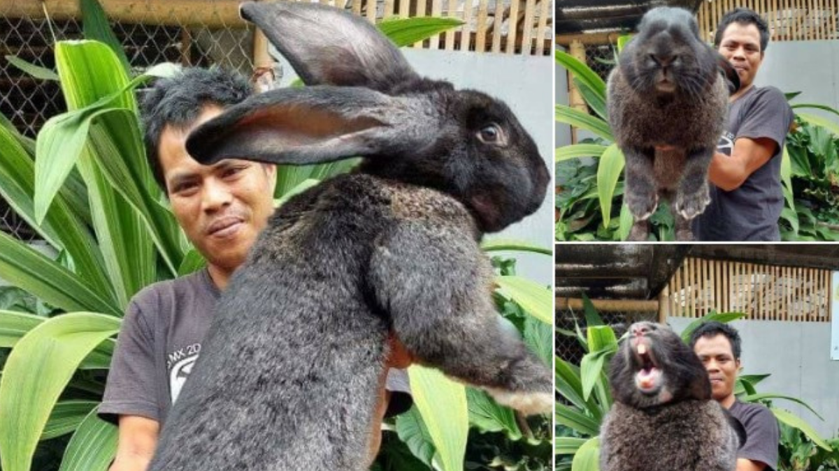  (Facebook / Rabbit Breeders In Philippines)