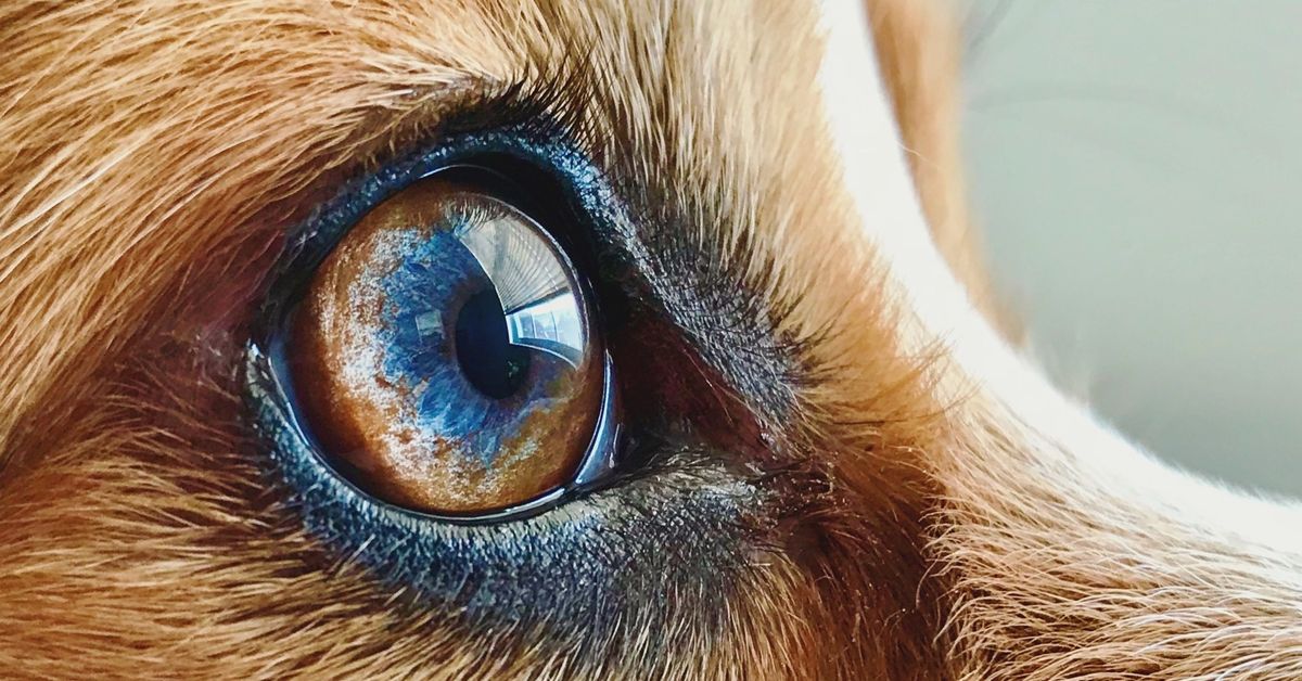 Macro of corgi dog eye (Stock Photo/Getty Images)