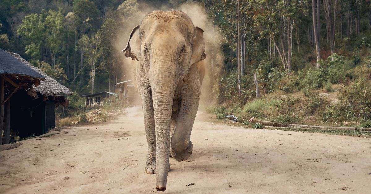 elephant in Thailand stampedes in forest (Getty Images)