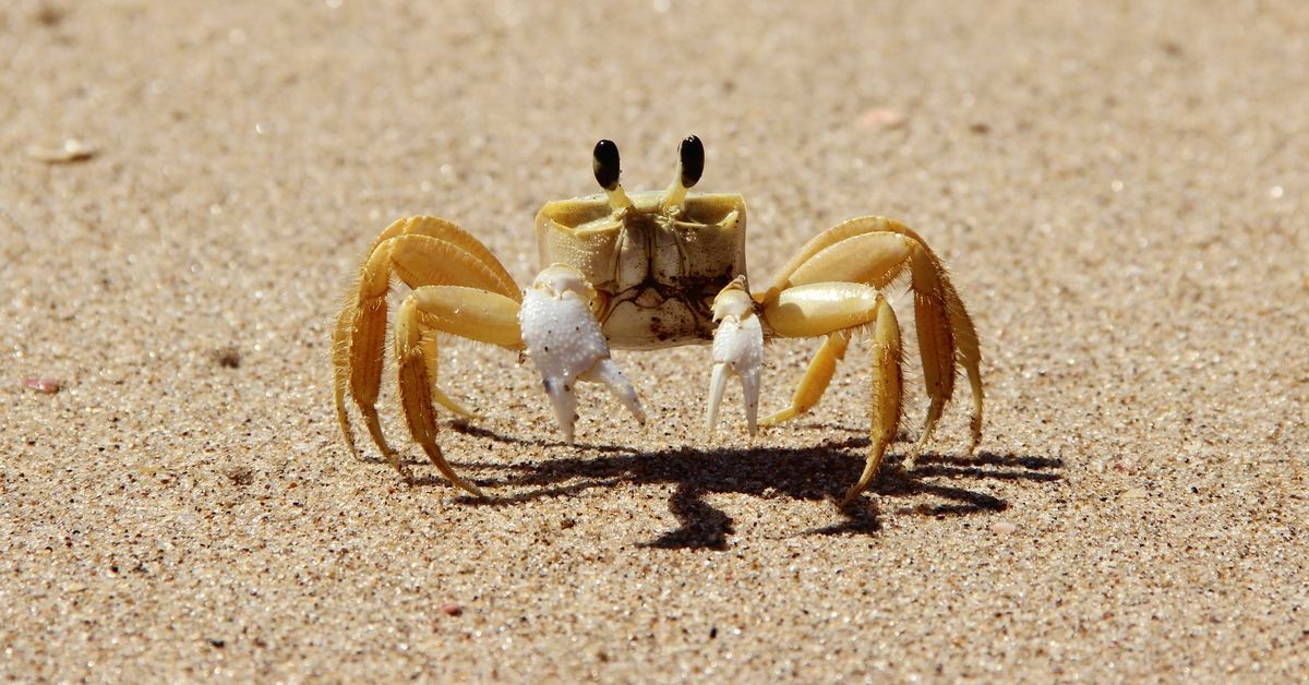 Front view of an Atlantic ghost crab (Ocypode quadrata) with raised body and claws open on the sands of Praia do Buraco in Balneario Camboriu, Santa Catarina - Brazil. (Stock Photo/Getty Images)