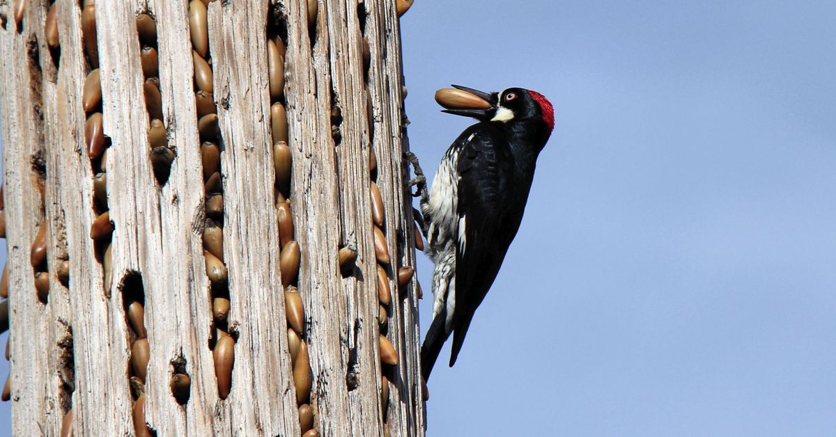 The acorn woodpecker (Melanerpes formicivorus) is a medium-sized woodpecker, 21 cm (8.3 in) long, with an average weight of 85 g (3.0 oz).

The adult acorn woodpecker has a brownish-black head, back, wings and tail, white forehead, throat, belly and rump. The eyes are white. (Getty Images)