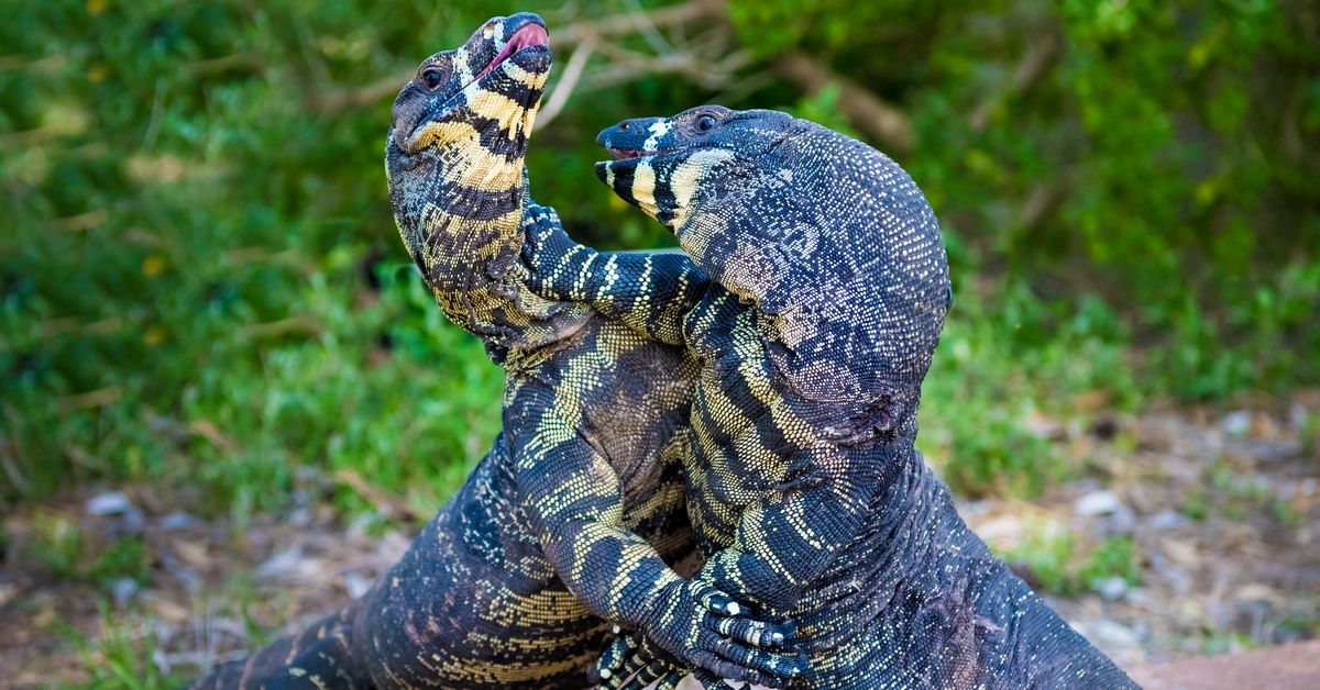 Two Lace Goannas, Australian monitor lizards fighting ferociously. The Goanna features prominently in Aboriginal mythology and Australian folklore, with strong claws and powerful legs. (Getty Images)