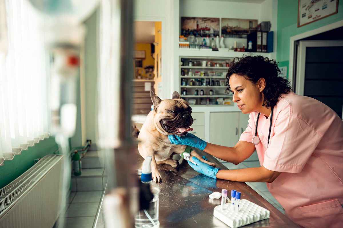 Close up of a vet having a check up on a dog (Getty Images/Stock Photo)