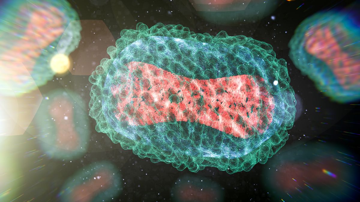 Monkeypox virus, illustration. At the centre of each monkeypox virus is a core nucleoprotein (red) that contains the DNA (deoxyribonucleic acid) genome. This is surrounded by an outer membrane (blue) that displays surface tubules (green). This virus, which is found near rainforests in Central and West Africa causes disease in humans and monkeys, although its natural hosts are rodents. It is capable of human to human transmission. In humans it causes fever, swollen glands and a rash of fluid-filled blisters. It is fatal in 10 per cent of cases. (Getty Images)