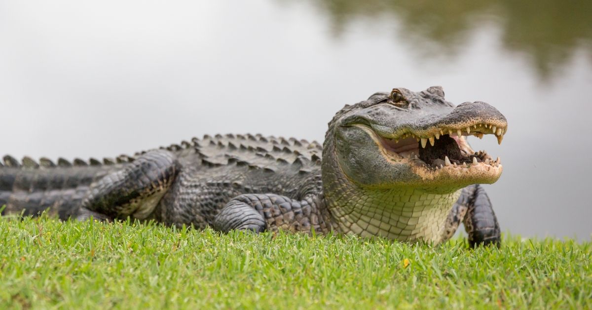 The ferocious gator enjoying dinner. (Getty Images)
