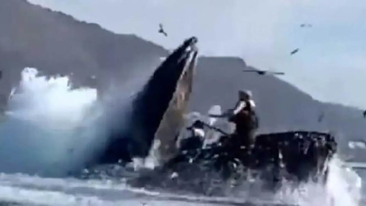 A Facebook post said of a video that a humpback whale swallows two girls in California but the reality was that the November 2020 incident in Avila Beach did not involve either woman landing in the animal's mouth. (Facebook)