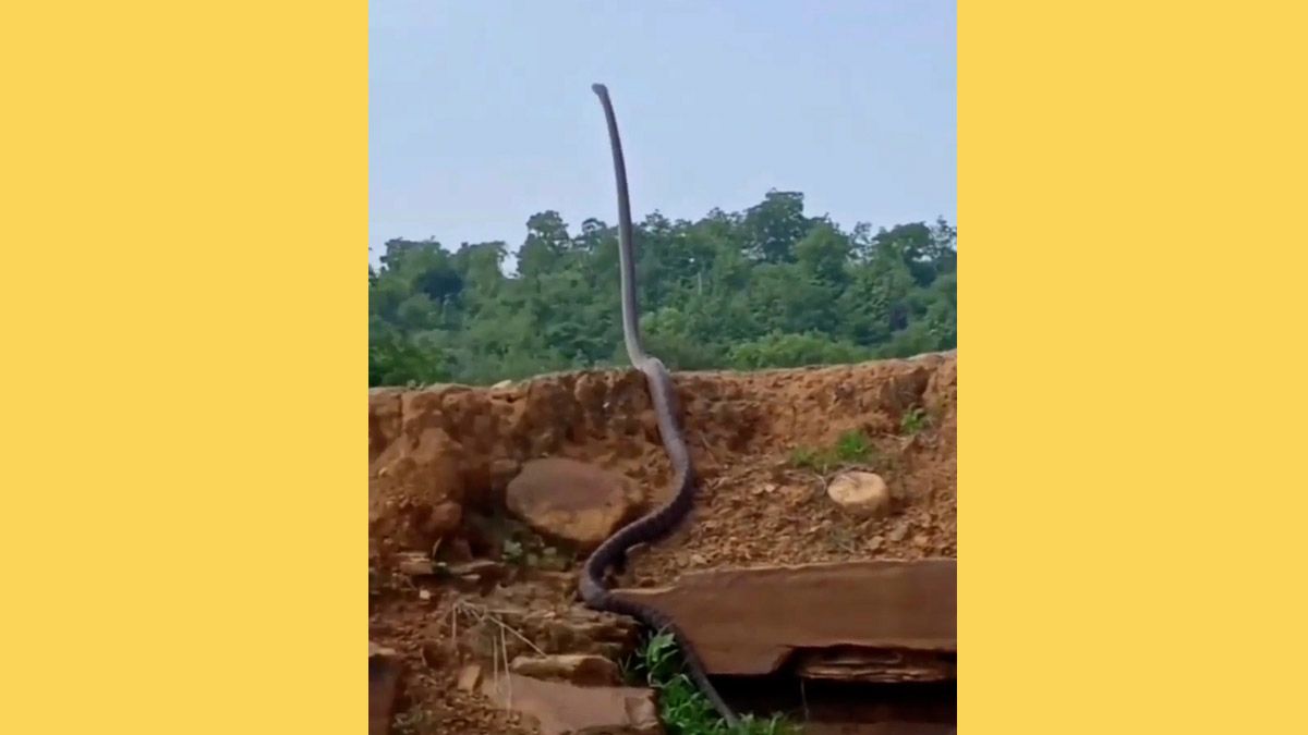 A video supposedly showed a snake standing up and raising its head and was possibly a king cobra or black mamba in Malaysia, India, Zimbabwe, or another country. (Facebook)