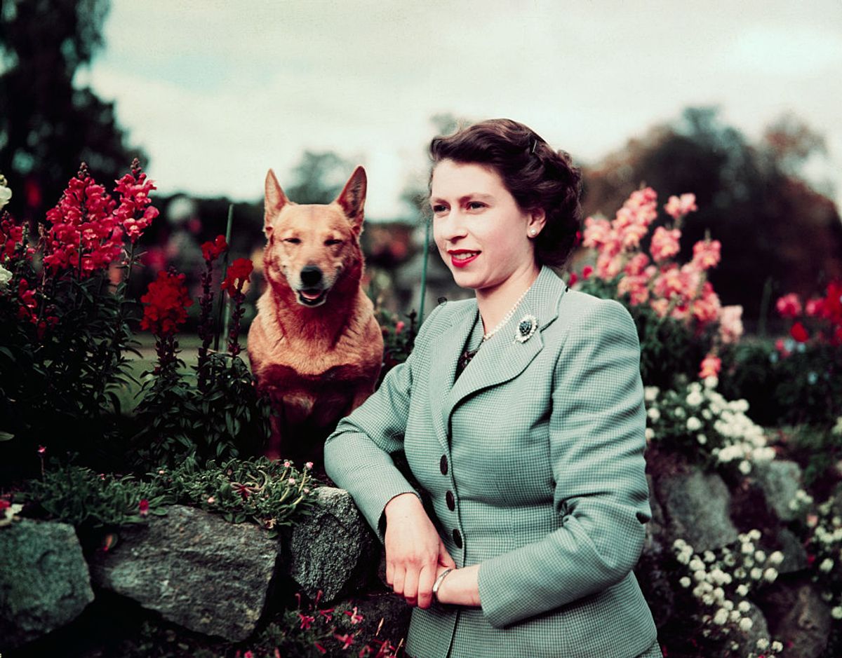 Queen Elizabeth II of England at Balmoral Castle with one of her Corgis, 28th September 1952. UPI color slide. (Getty Images)