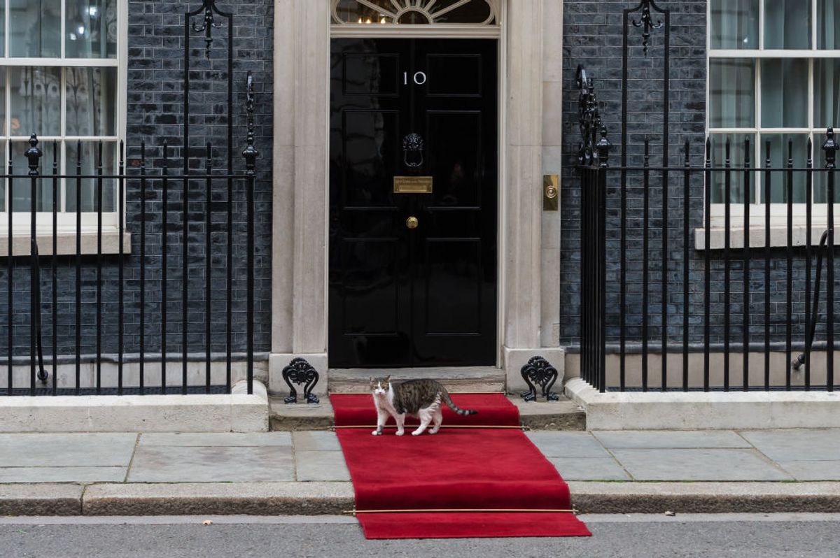 LONDON, UNITED KINGDOM - SEPTEMBER 18: Larry the cat stands on a red carpet outside 10 Downing Street ahead of arrival of Polish President Andrzej Duda for a meeting with British Prime Minister Liz Truss in London, United Kingdom on September 18, 2022. (Photo by Wiktor Szymanowicz/Anadolu Agency via Getty Images) (Getty Images)