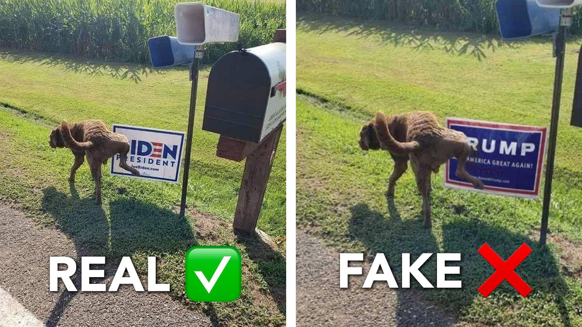 A picture showed a dog peeing on a Biden sign, not urinating on a Trump sign like a doctored photo showed. (Facebook and Reddit)