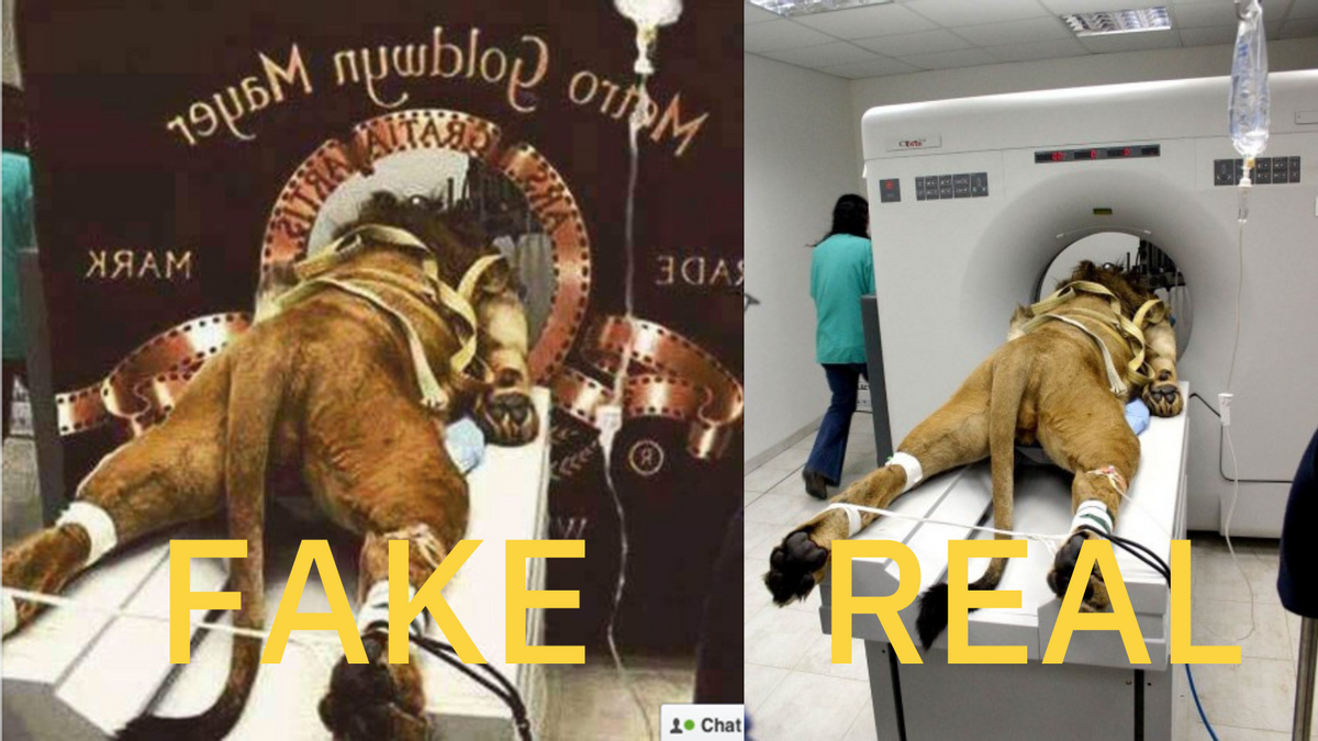 The image on the left is a manipulated version of a photograph that was originally taken in 2005, when a two-year-old Barbary lion named Samson underwent a CAT (Computer Aided Tomography) scan after falling ill at an Israeli zoo. (Getty Images)