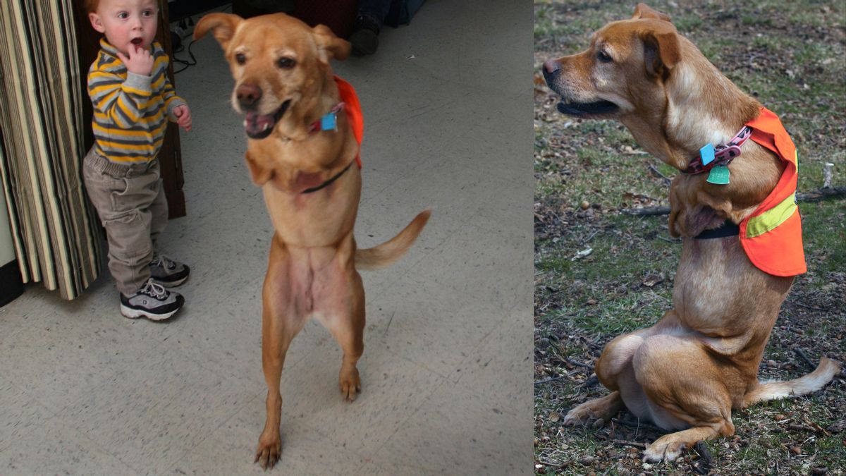 Animals (both human and otherwise) often demonstrate a remarkable resiliency in overcoming substantial injuries or physical abnormalities, and the story of a dog named Faith is a striking example of that phenomenon. (Getty Images)