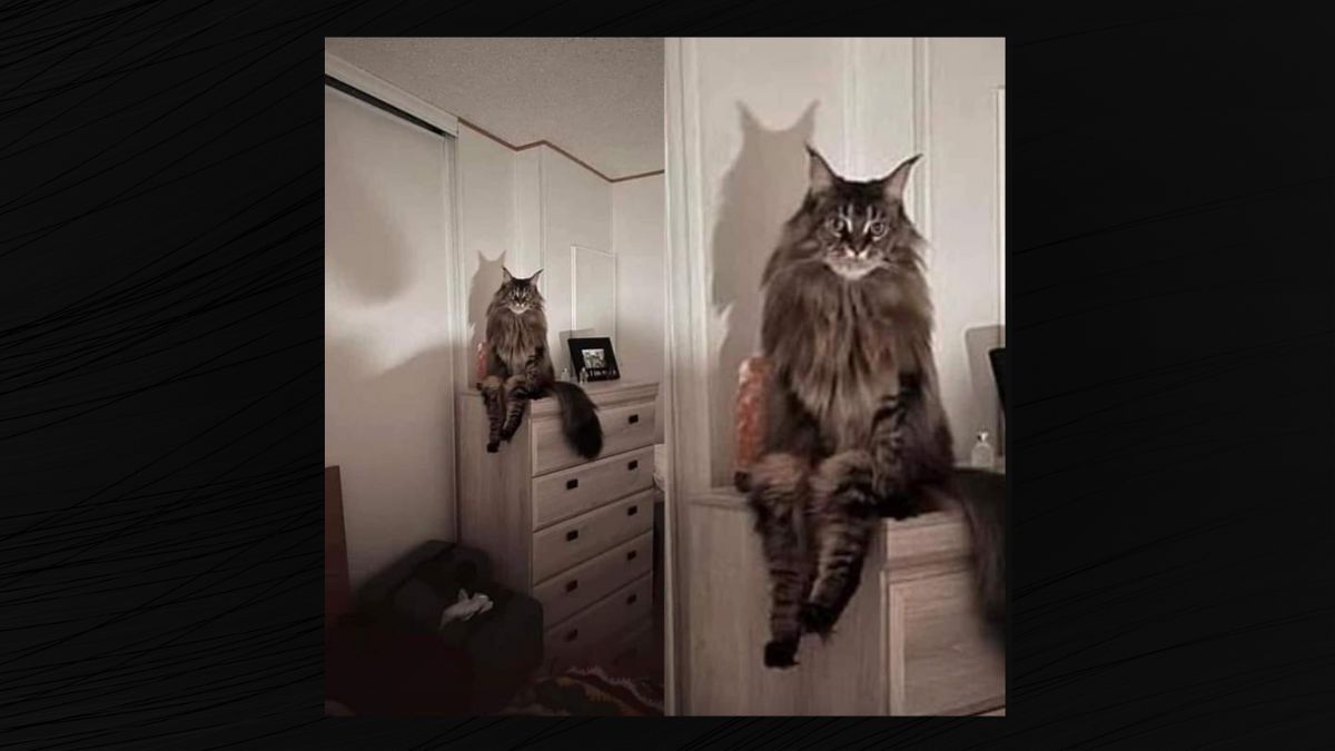 Maine Coon Cat Sitting Like a Human – PSQ