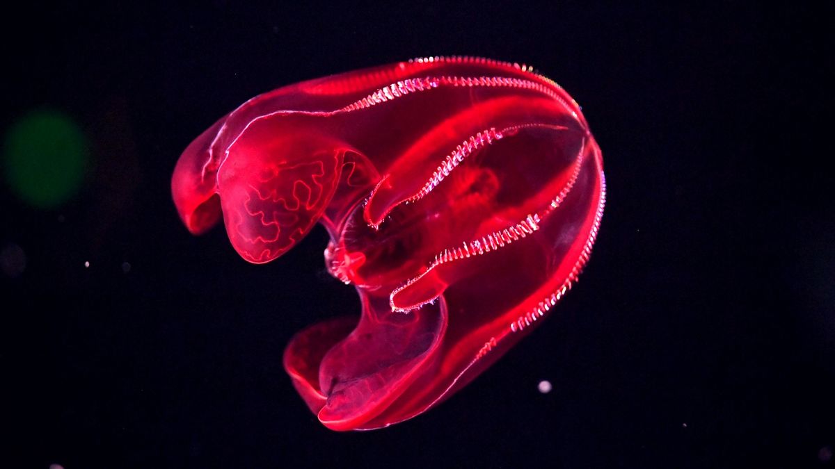 A Bloody-Belly Comb Jelly swims in its tank at the Monterey Bay Aquarium's new "Into the Deep: Exploring Our Undiscovered Ocean" exhibit in Monterey, Calif. (Getty Images)