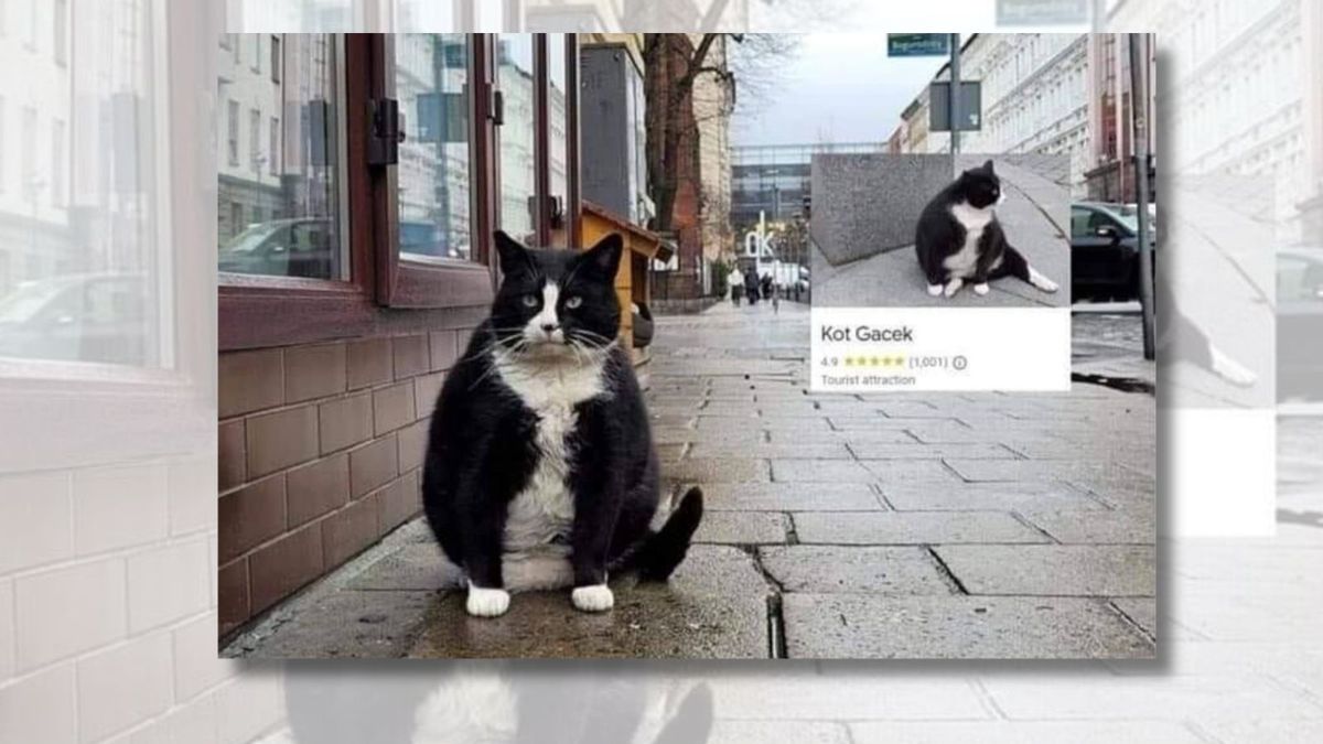 (Facebook profile Cats With Jobs)