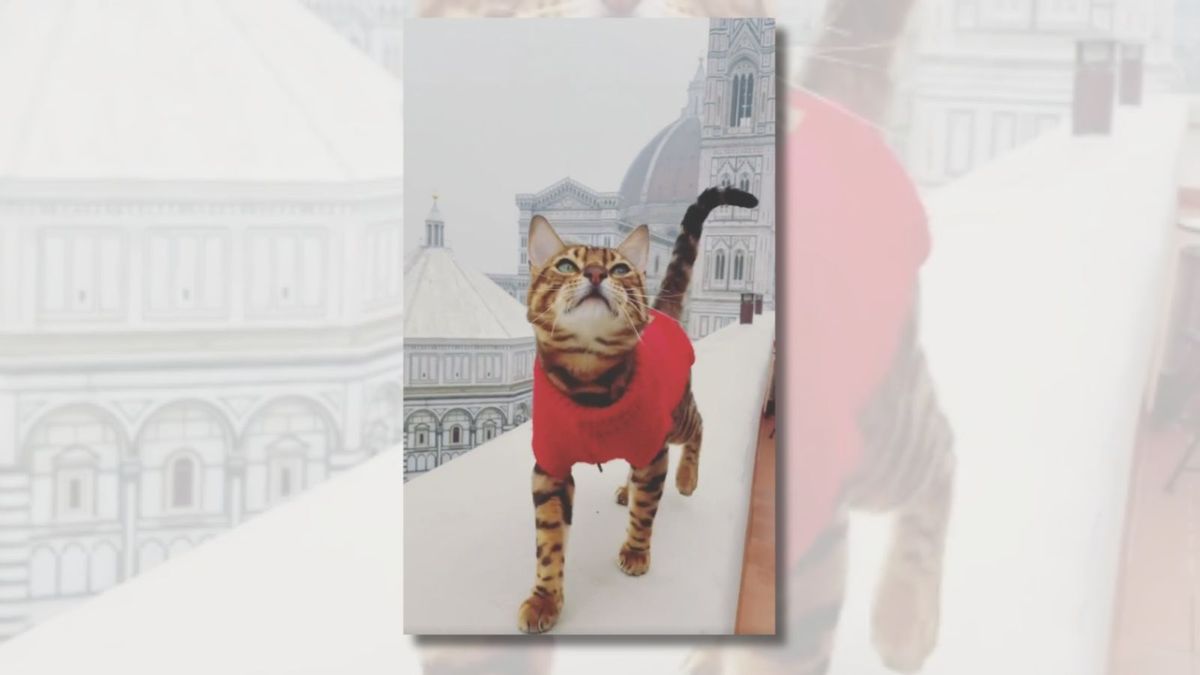 Un video mostra un gatto che passeggia per Firenze coperta di neve, in Italia?