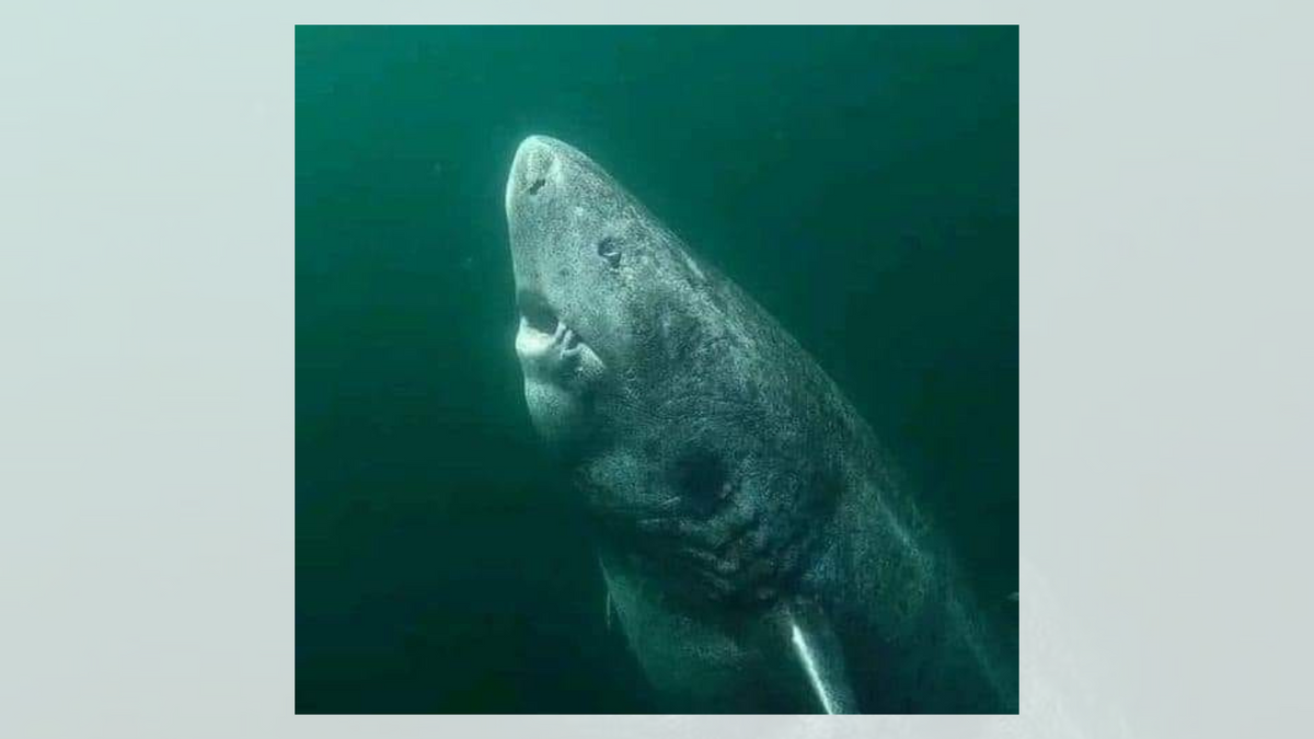 Greenland Shark That’s Nearly 400 Years Old Shown in Viral Pic?