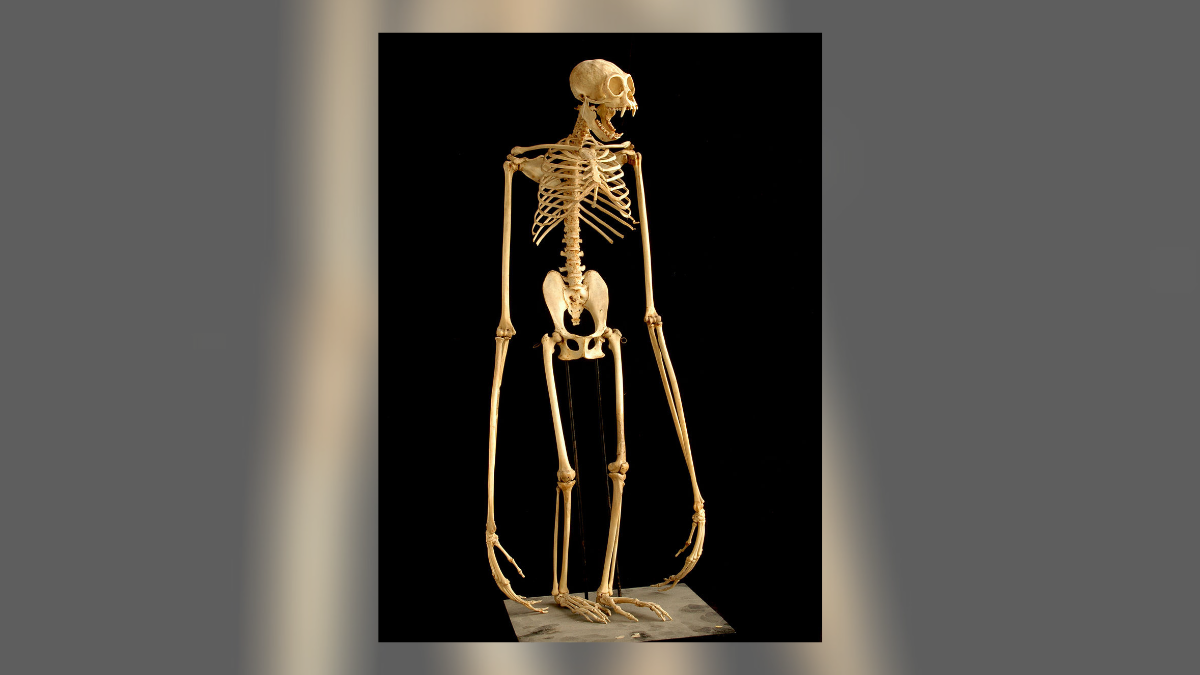 Image Shows Gibbon Skeleton, Illustrating Similarities Between Humans ...