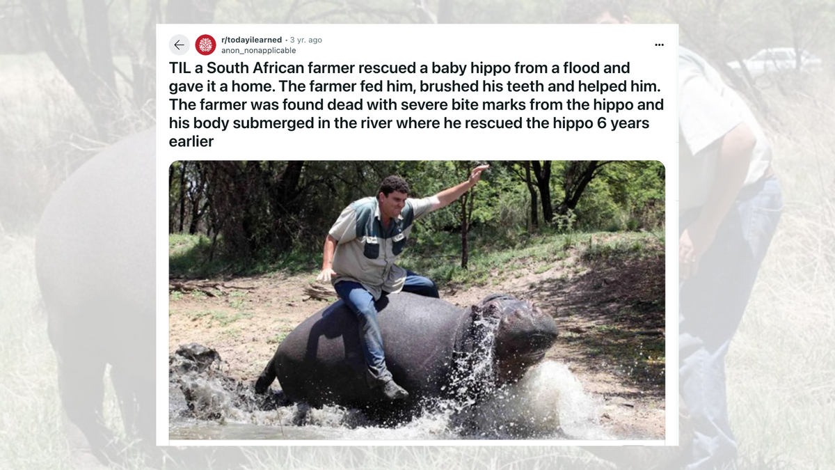 Man in South Africa Adopted Wild Baby Hippo That Later Killed Him? |  Snopes.com