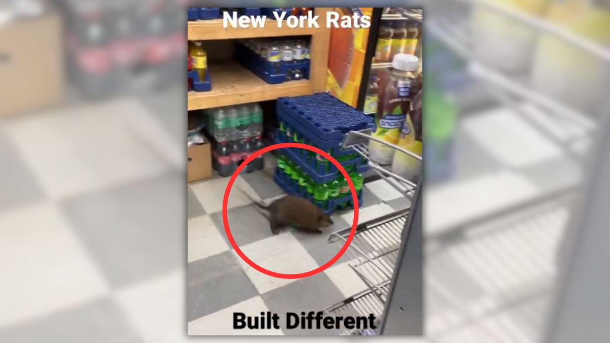 huge rat in new york