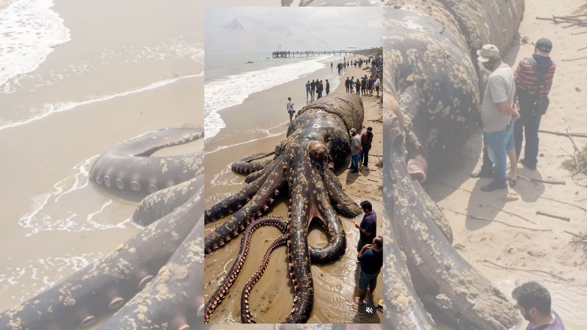 Real Giant Octopus Photographed on Indonesian Coast? | Snopes.com