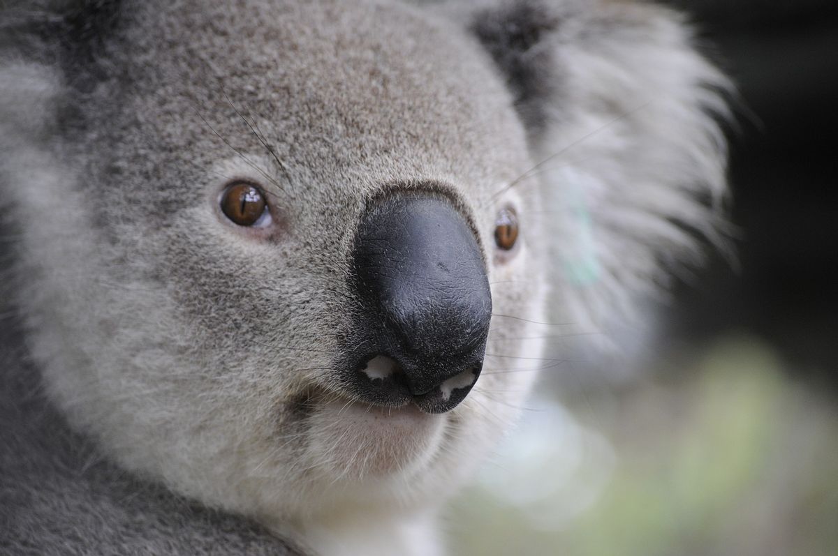 Male Koalas 'Bellow' Loudly at Night to Attract Females, Instead of ...